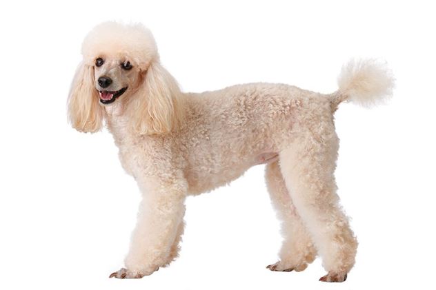 poodle-atlasofeating-resize.jpg__800x0_q85_crop