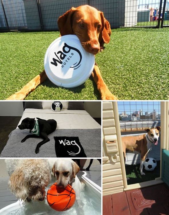 wag-hotels-03