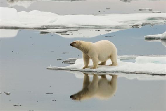 110539300_bcdwrh_a_lone_polar_bear_is_reflected_in_icy_arctic_waters-large