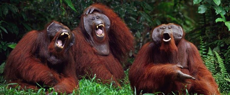 Orangutans Laughing