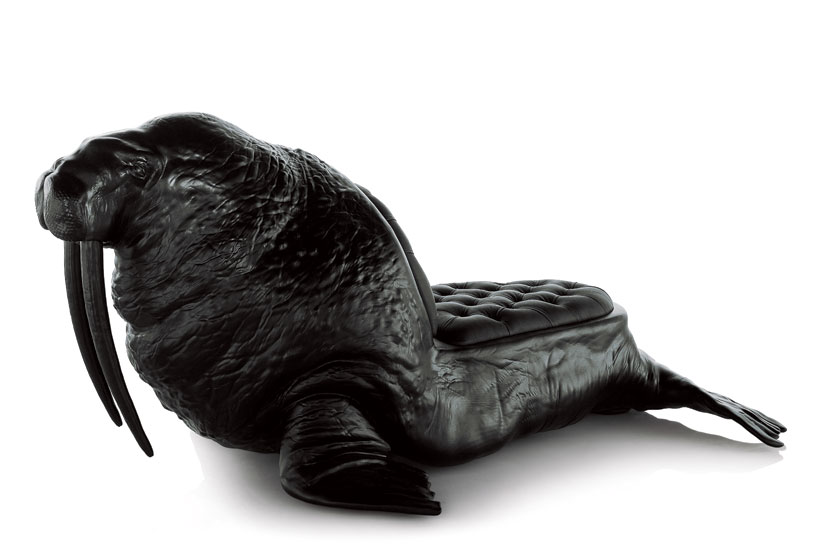 walrus04