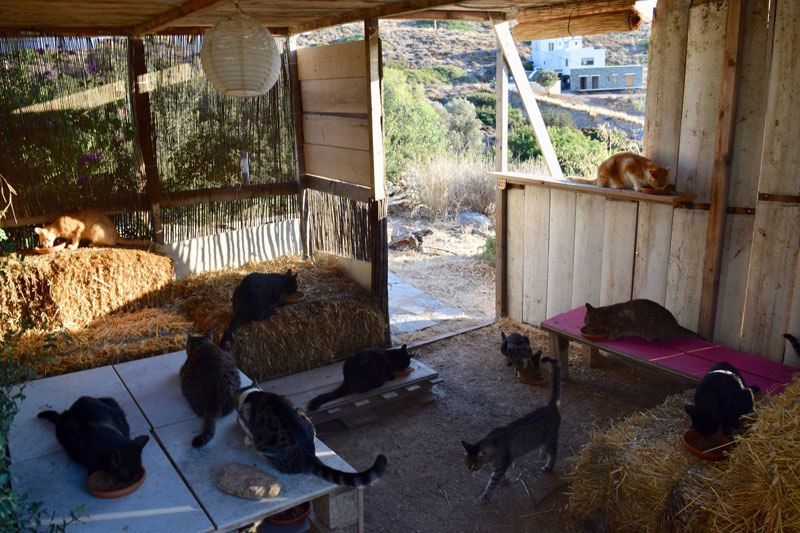 job-post-goes-viral-as-cat-sanctuary-on-greek-island-seeks-caretaker-11