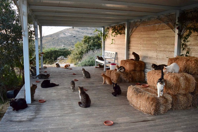 job-post-goes-viral-as-cat-sanctuary-on-greek-island-seeks-caretaker-4