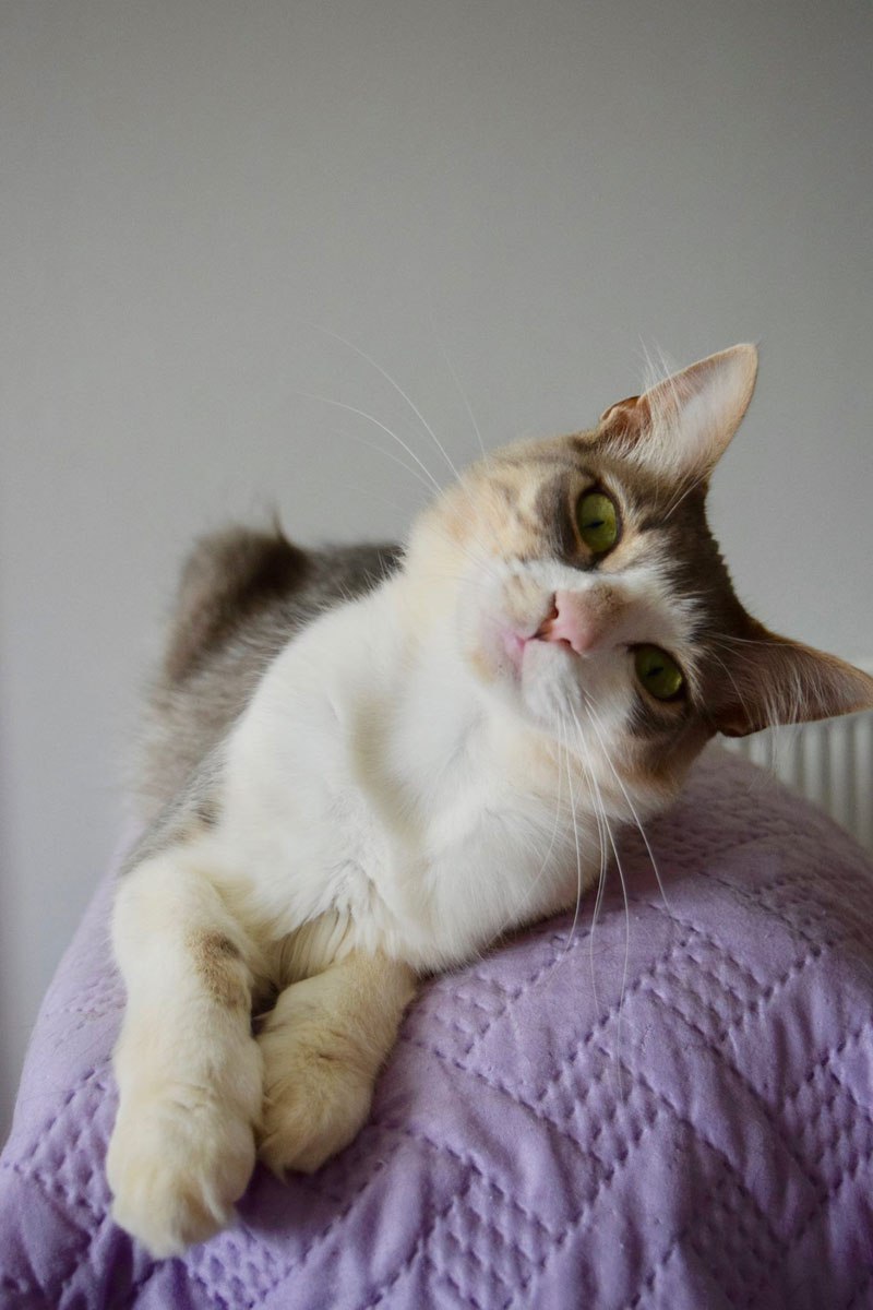 job-post-goes-viral-as-cat-sanctuary-on-greek-island-seeks-caretaker-5