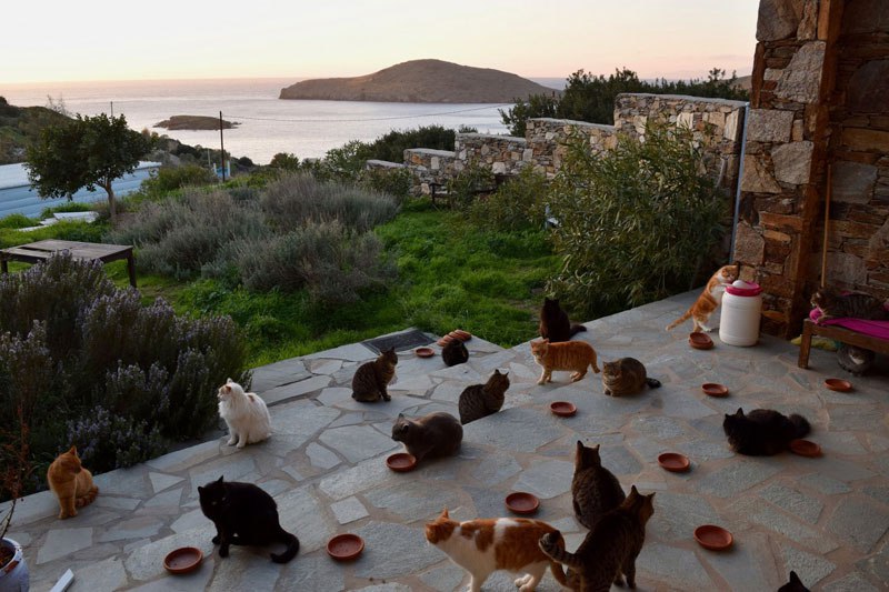 job-post-goes-viral-as-cat-sanctuary-on-greek-island-seeks-caretaker-7