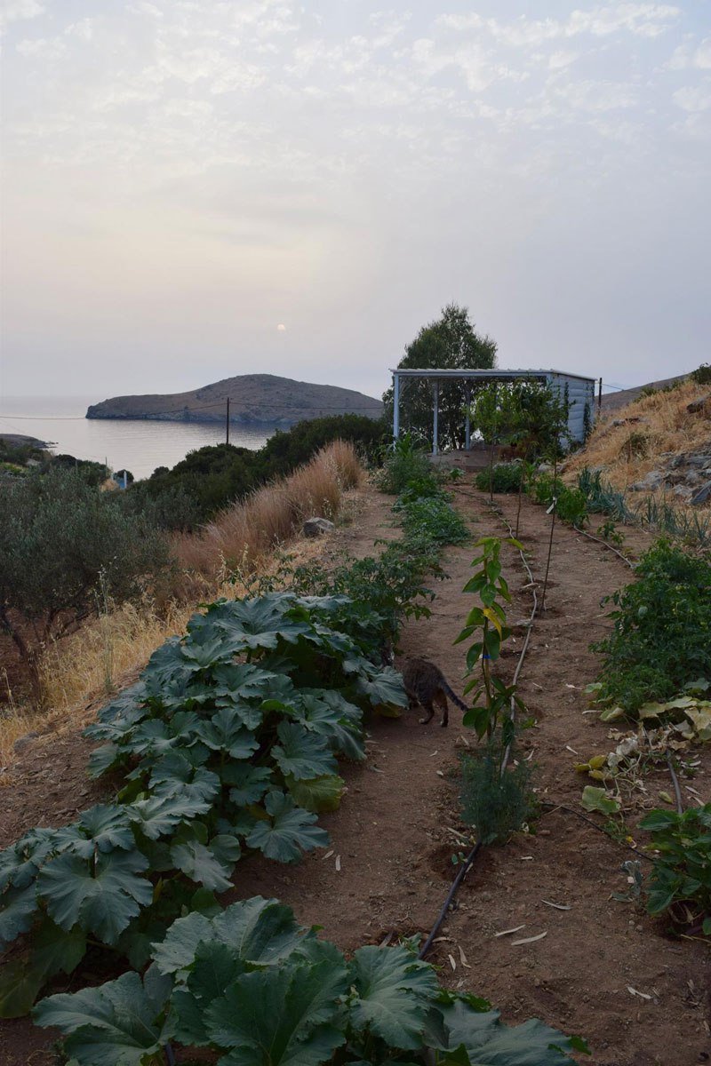 job-post-goes-viral-as-cat-sanctuary-on-greek-island-seeks-caretaker-8