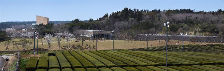 mass-studies-osulloc-tea-stone-designboom14