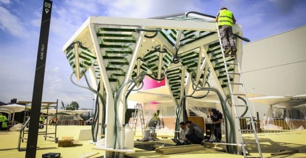 האם מבני העתיד יהיו עטופים באצות?