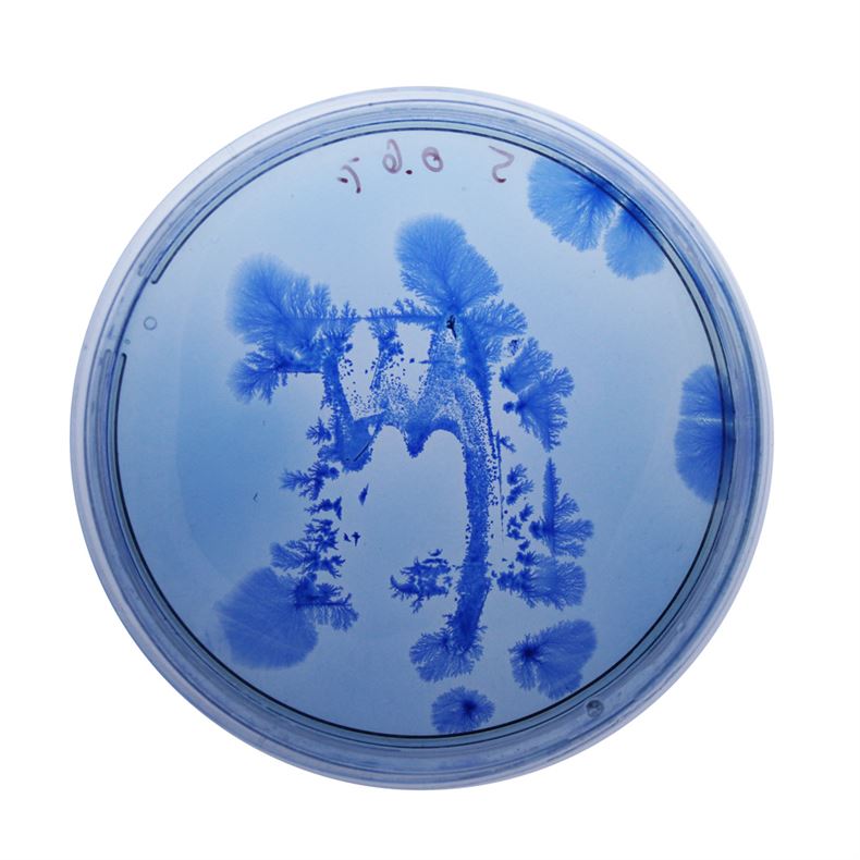 3050567-slide-s-10-a-living-typeface-grown-from-bacteria