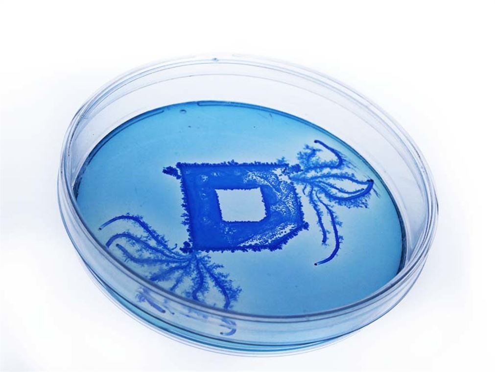 3050567-slide-s-14-a-living-typeface-grown-from-bacteria