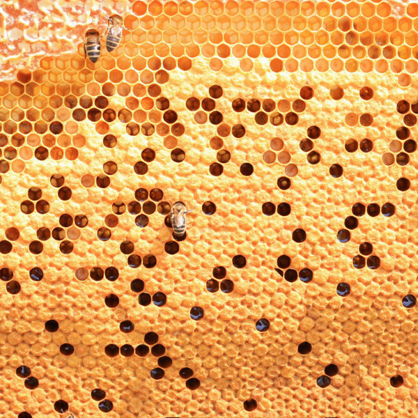 בעלי חיים אדריכלים ובתיהם