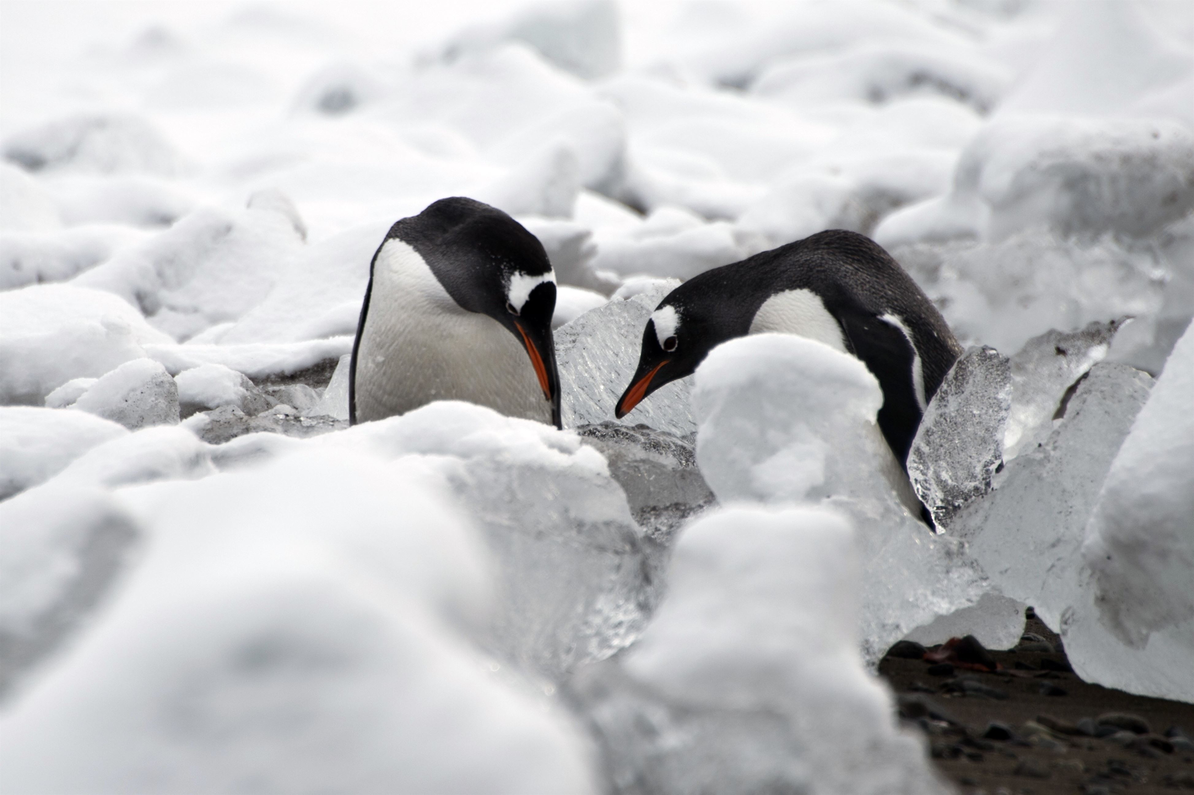 ANTARCTICA-CHILE-BASE-PENGUINS