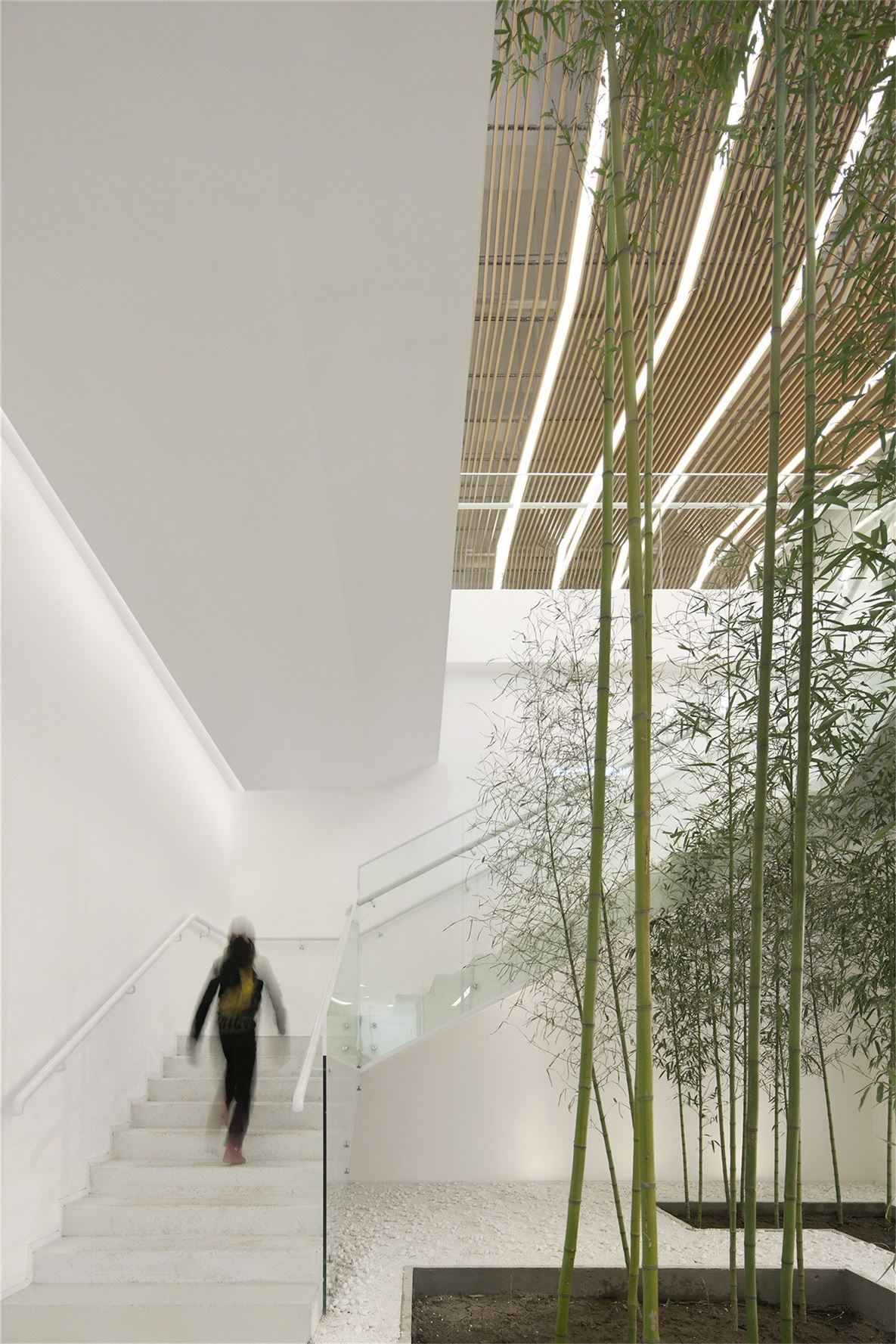 012竹林庭院 Bamboo Couryard