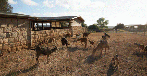 שתי נחלות במושב עופר
