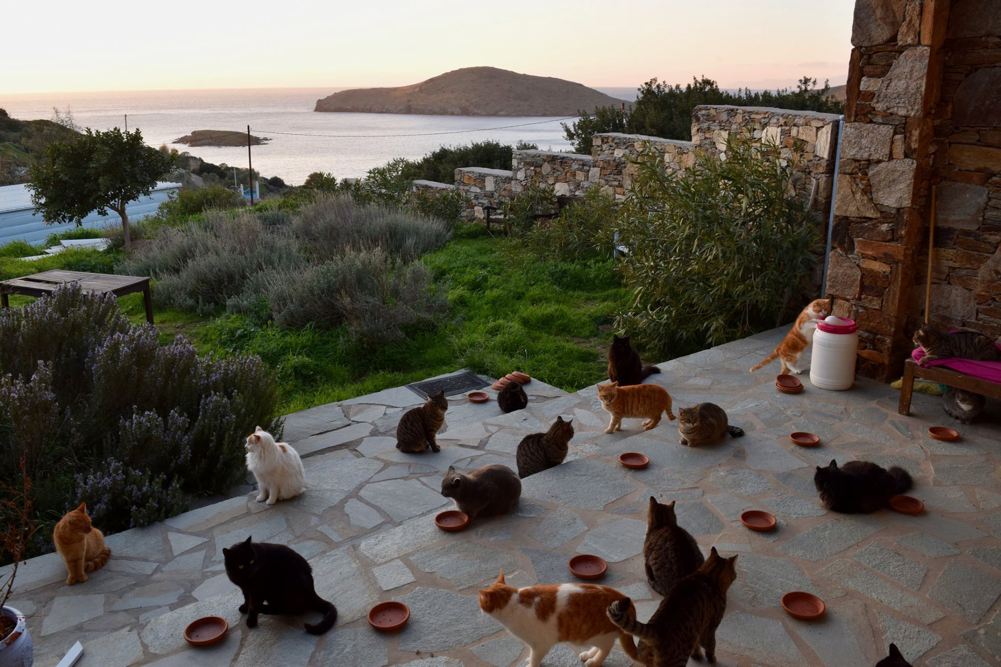 הצעת עבודה לאוהבי חתולים: עם מגורים באי חלומי ביוון ושכר מלא