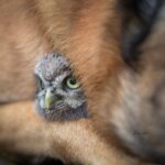 חברות בין כלב רועים לינשוף