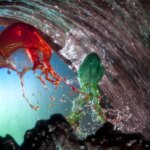 פרחים נוזלים