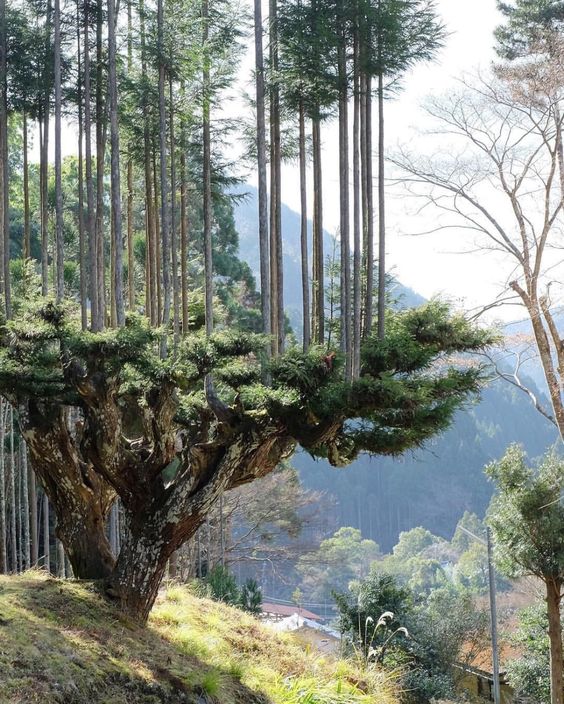 היפנים מייצרים עץ בטכניקת daisugi – מבלי לכרות עצים, כבר 700 שנה