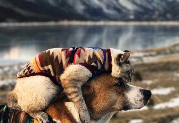 החברות המופלאה בין כלב וחתול ומסעותיהם בעולם
