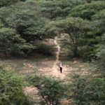 נטע עץ כל יום במשך 40 שנה ויצר יער ענק