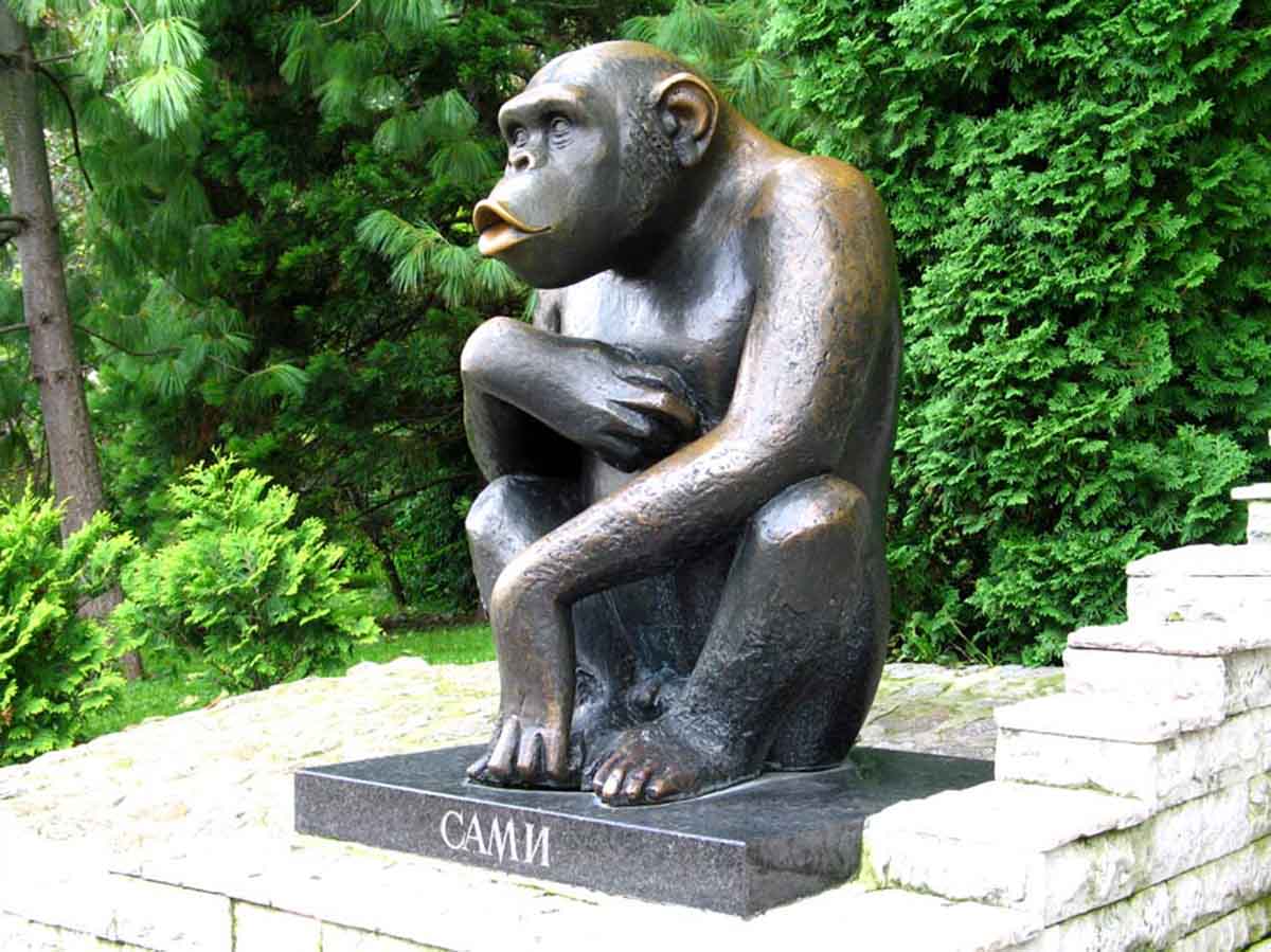איך הפך קוף שימפנזה, לסמל השאיפה לחופש, של עם תחת שליטה זרה