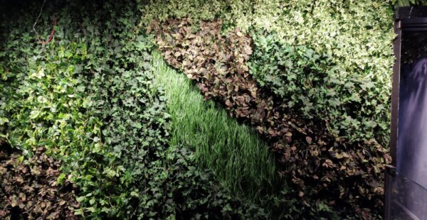 אושר ועושר: איך להצמיח את ההכנסה וגם את הבריאות