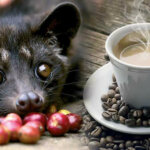 קפה Kopi Luwak היקר ביותר בעולם, עשוי מקקי