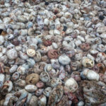 אלפי פנגולינים שנסחרו לא חוקית באינדונזיה, נתפסו ונשרפו