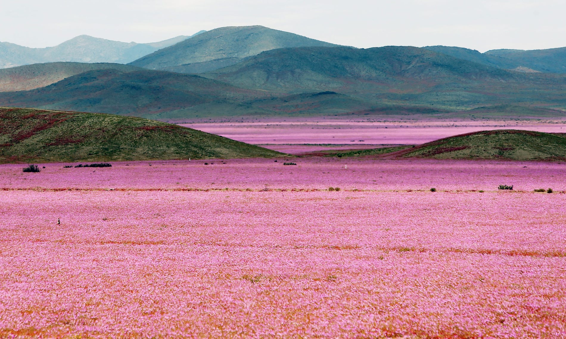 פריחה נדירה במדבר Atacama היבש בעולם
