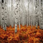 יומנם של עוברי האורח הנואשים על גזעי עצי האספן בקולורדו