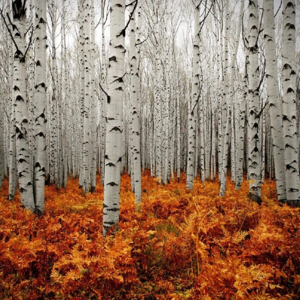 יומנם של עוברי האורח הנואשים על גזעי עצי האספן בקולורדו