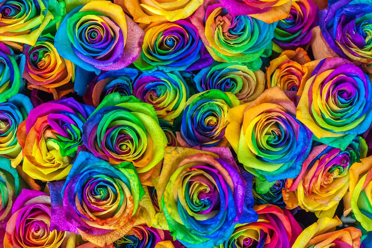 ורדים אמתיים בצבעי הקשת