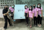 ביוזמת סטודנט לעיצוב: שלטי חוצות הפכו למקלטים לכלבים משוטטים בתאילנד