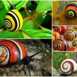 מי גרים בבתים הצבעוניים הכי יפים בעולם? השבלולים של קובה