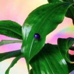 מעצבי תכשיטים מציעים להחליף את היהלום, בפרי יער מבריק מאפריקה