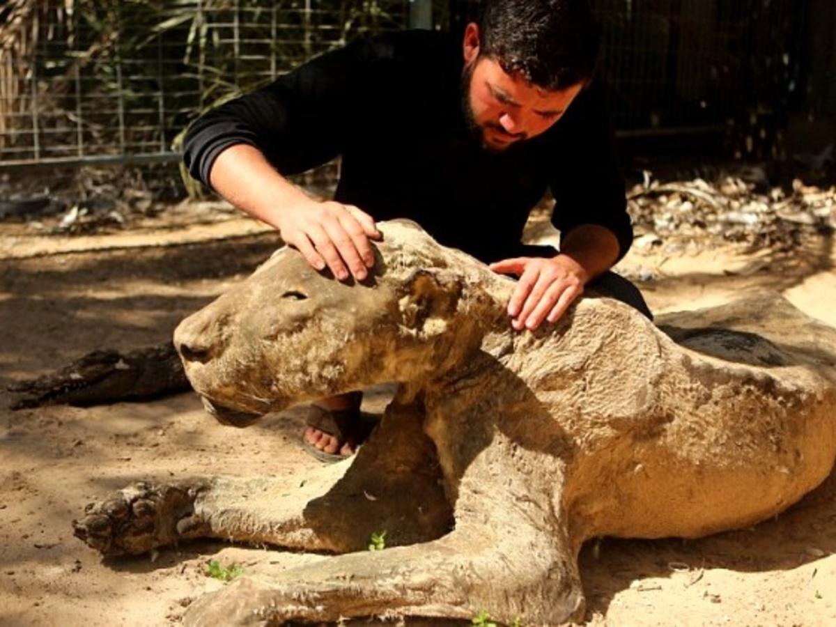 גני חיות פלסטינים משתמשים בפוחלצי חיות בכלובים, מחוסר ברירה