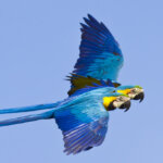 ציפור המקאו האחרונה בריו דה ז'נרו בודדה וזקוקה לאהבה