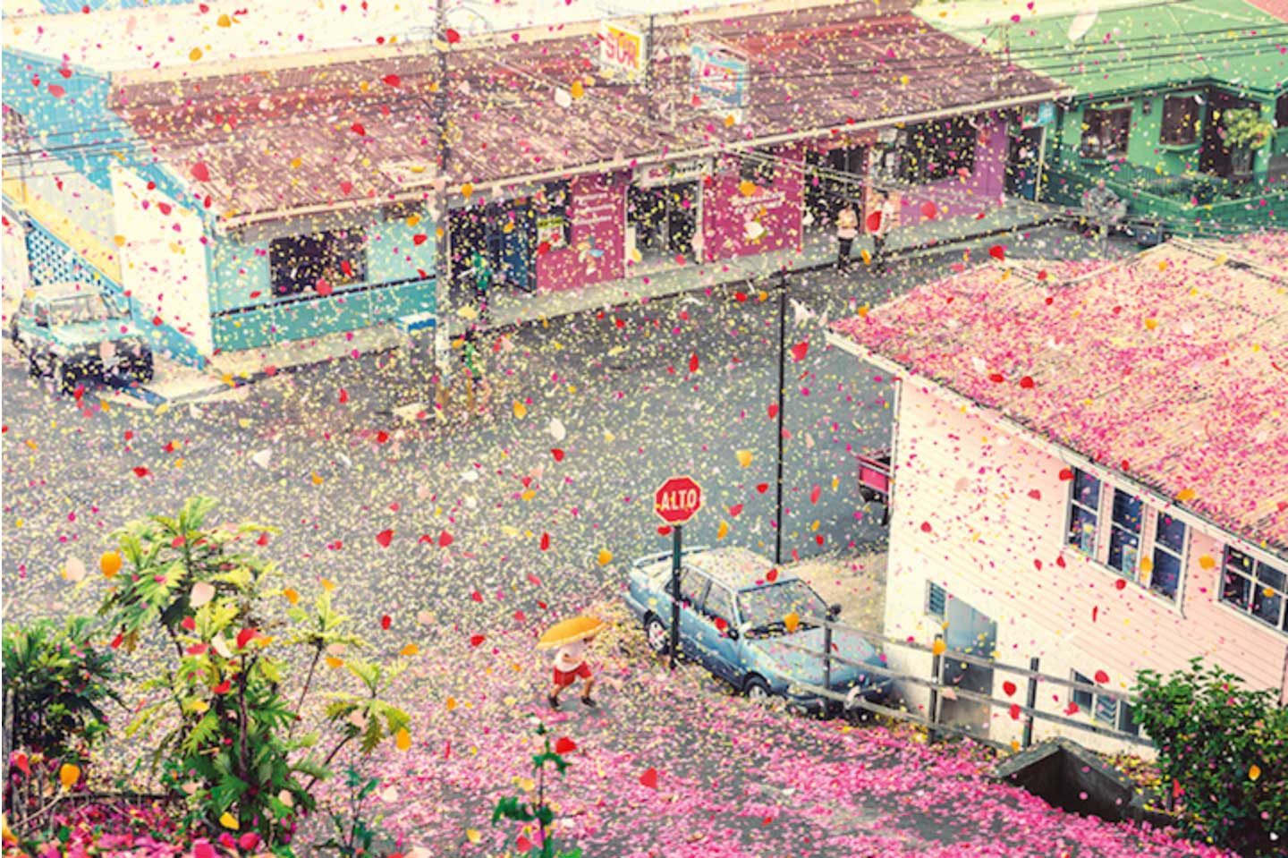 גשם של 8 מיליון עלי כותרת של פרחים ירד על כפר בקוסטה ריקה