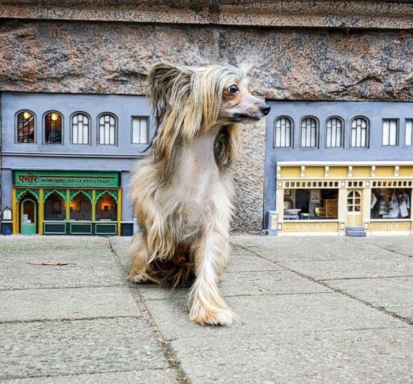 היקום הזעיר שיוצרים AnonyMouse