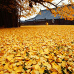 עשרות אלפי אנשים מגיעים לצפות בעץ גינקו בסין