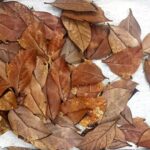 הפרפר הצבעוני שהופך לעלה יבש בעת סכנה