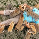 התיירים מסכנים את חיי הארנבים באי הארנבים היפני