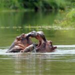 קולומביה מחפשת בית לעשרות ההיפופוטמים של ברון הסמים אסקובר
