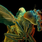 מה חושב עליכם הזבוב על הקיר? מדענים יצרו את מפת המוח הראשונה של זבוב