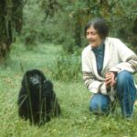 אגדת שימור הגורילות Dian Fossey:  גיבורה – או קולוניאליסטית לבנה