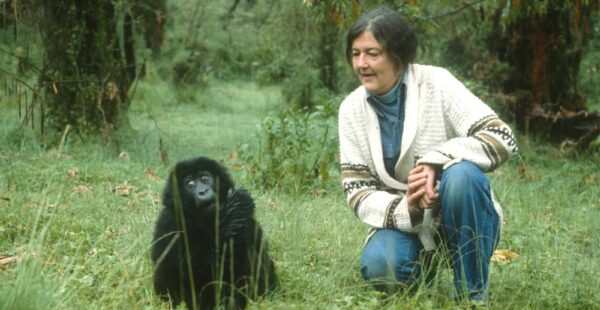 אגדת שימור הגורילות Dian Fossey:  גיבורה – או קולוניאליסטית לבנה