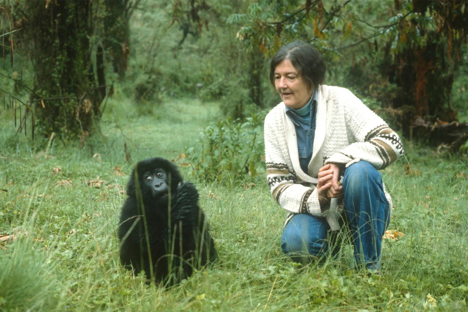 אגדת שימור הגורילות Dian Fossey:  גיבורה – או קולוניאליסטית לבנה
