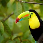 איכות החיים בקוסטה ריקה מעוררת קנאה. איך הם עשו את זה?