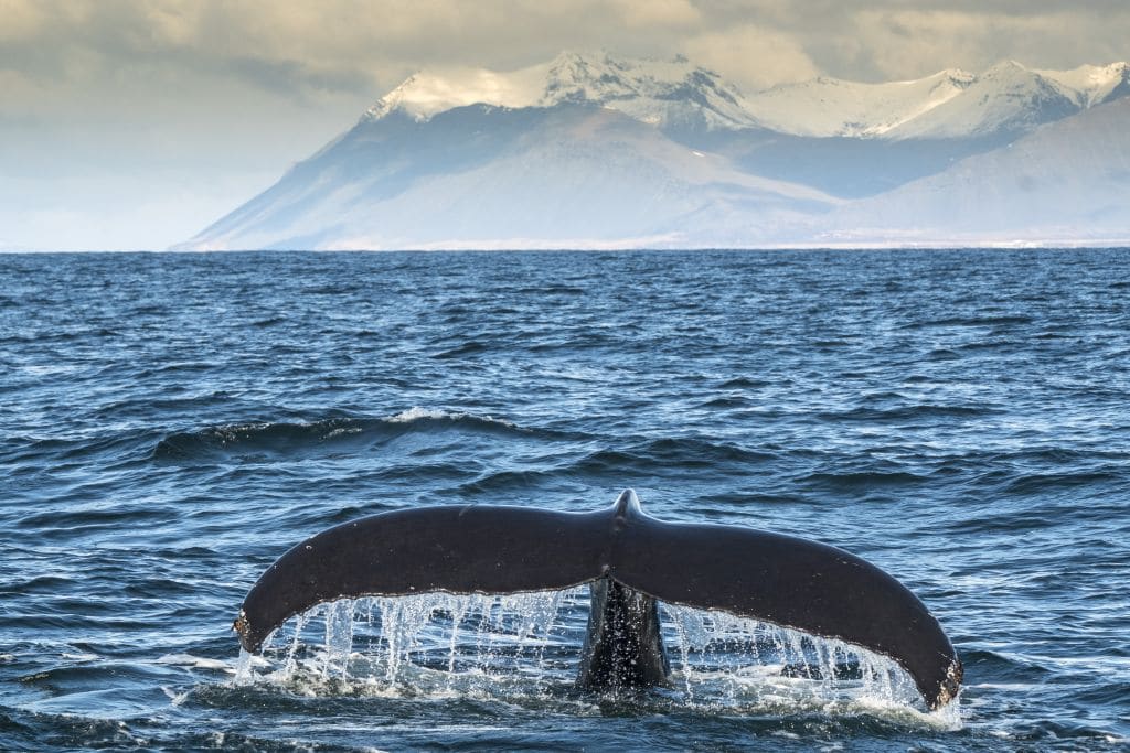 איסלנד מתכננת להפסיק סוף סוף את ציד הלווייתנים