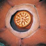 הפרח הגדול והמסריח בעולם נמצא בסכנת הכחדה